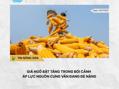 Phân tích hằng ngày (15)