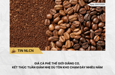 Phân tích hằng ngày (16)