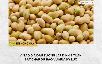 Phân tích hằng ngày (17)