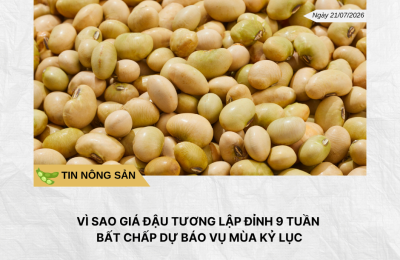 Phân tích hằng ngày (17)