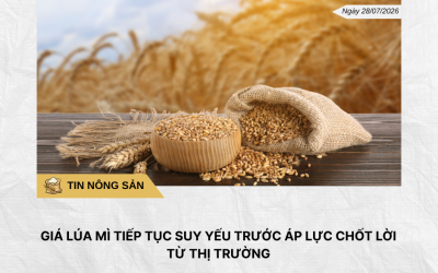 Phân tích hằng ngày (19)