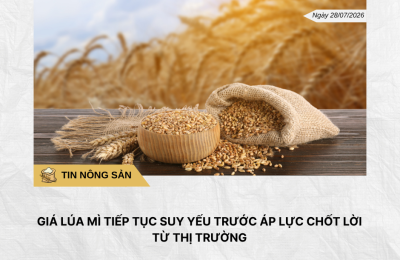 Phân tích hằng ngày (19)