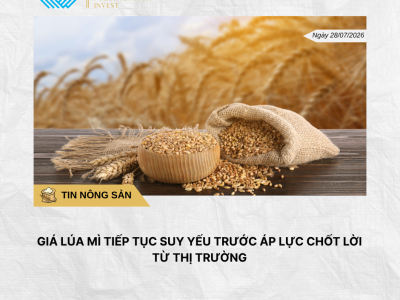 Phân tích hằng ngày (19)