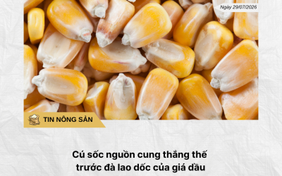 Phân tích hằng ngày (21)