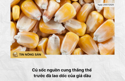 Phân tích hằng ngày (21)