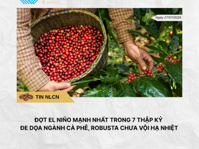 Phân tích hằng ngày