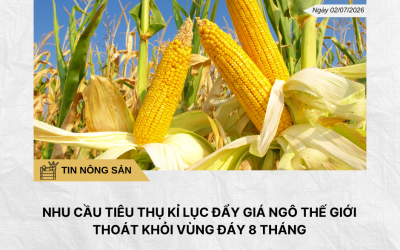 Phân tích hằng ngày (5)