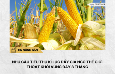 Phân tích hằng ngày (5)