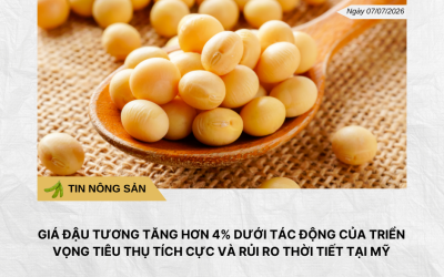 Phân tích hằng ngày (8)