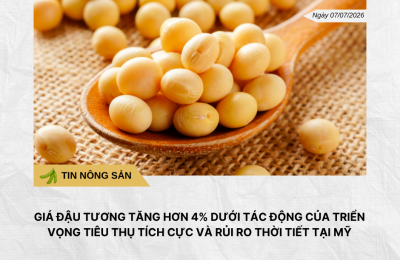 Phân tích hằng ngày (8)