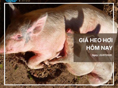 Thị trường thịt heo (4)