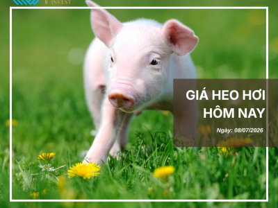Thị trường thịt heo