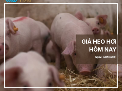 Thị trường thịt heo (5)