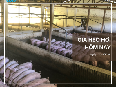 Thị trường thịt heo (8)