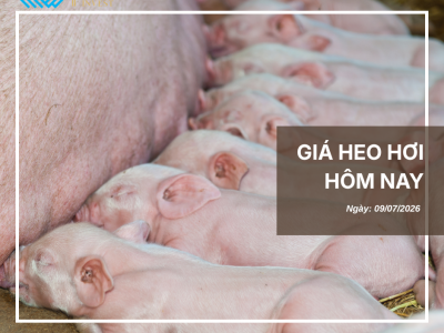 Thị trường thịt heo (9)