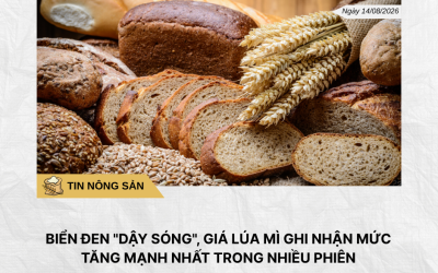 Phân tích hằng ngày (1)