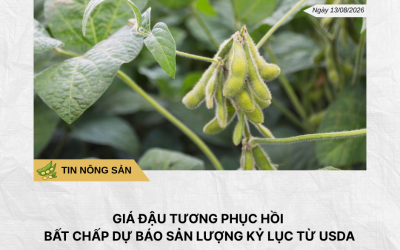 Phân tích hằng ngày