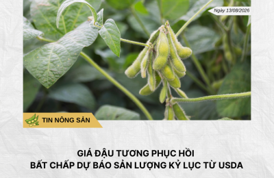 Phân tích hằng ngày