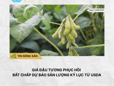 Phân tích hằng ngày