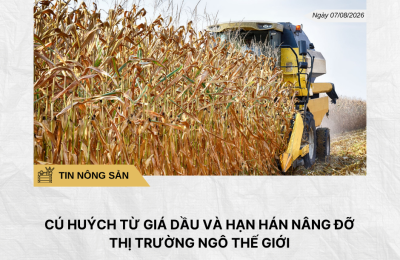Phân tích hằng ngày (24)