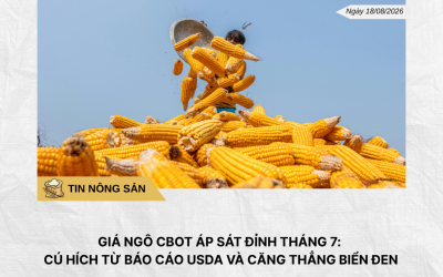 Phân tích hằng ngày