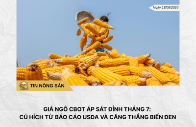 Phân tích hằng ngày