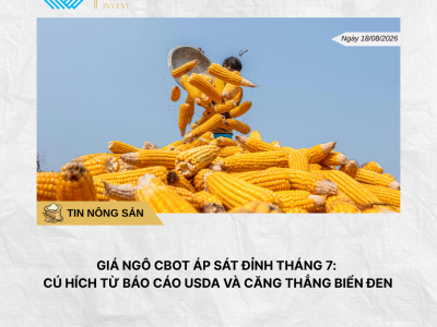 Phân tích hằng ngày