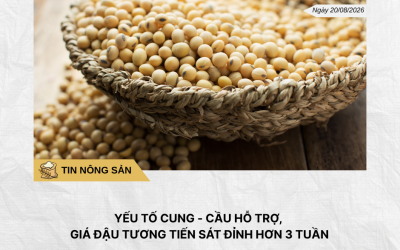 Phân tích hằng ngày