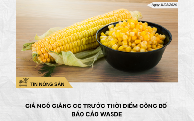 Phân tích hằng ngày