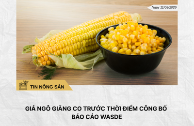 Phân tích hằng ngày