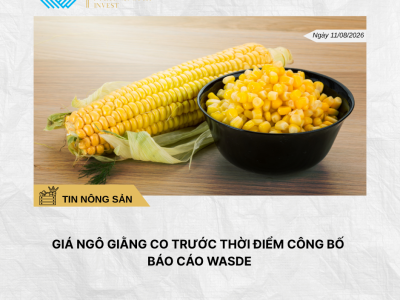 Phân tích hằng ngày