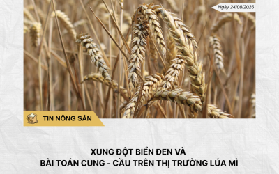 Phân tích hằng ngày