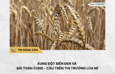 Phân tích hằng ngày