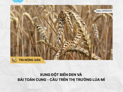 Phân tích hằng ngày