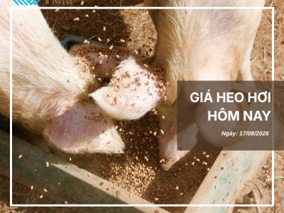 Thị trường thịt heo (1)