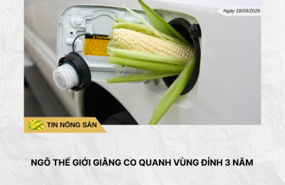 Phân tích hằng ngày (2)