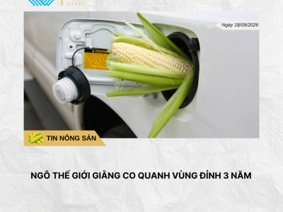 Phân tích hằng ngày (2)