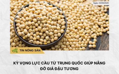 Phân tích hằng ngày