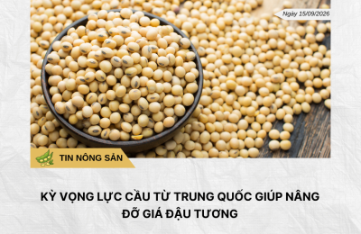 Phân tích hằng ngày