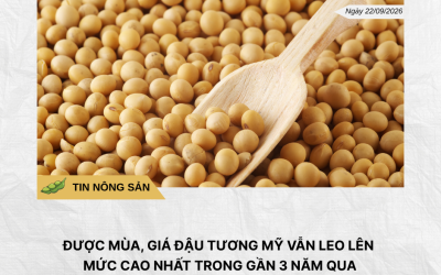 Phân tích hằng ngày (4)