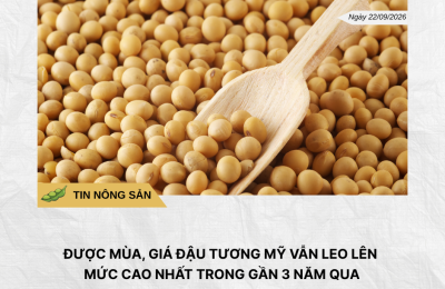 Phân tích hằng ngày (4)