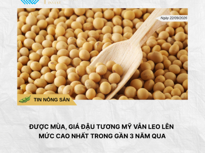 Phân tích hằng ngày (4)