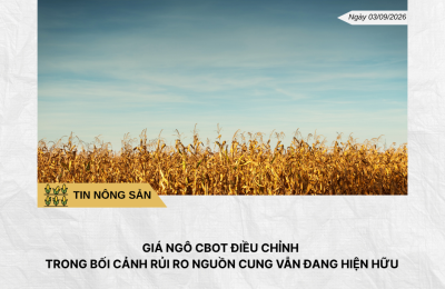 Phân tích hằng ngày