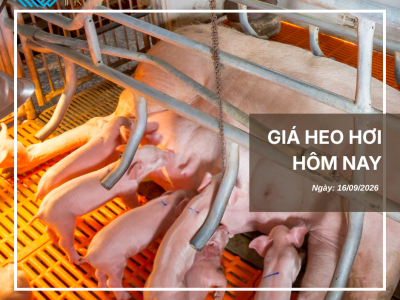 Thị trường thịt heo (11)