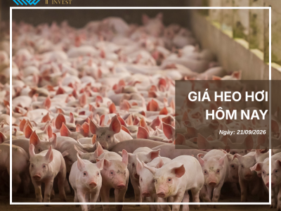 Thị trường thịt heo (2)