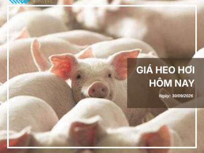 Thị trường thịt heo (8)