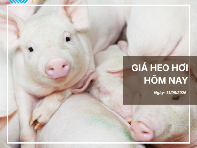 Thị trường thịt heo (8)