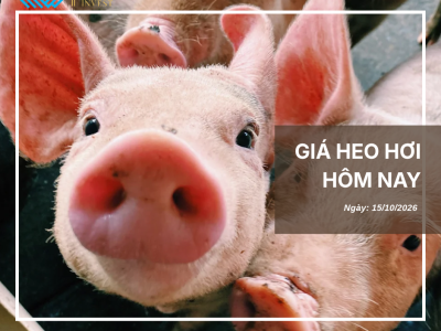 Giá heo hôm nay (1)