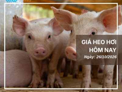 Giá heo hôm nay (1)
