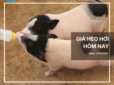 Giá heo hôm nay (1)
